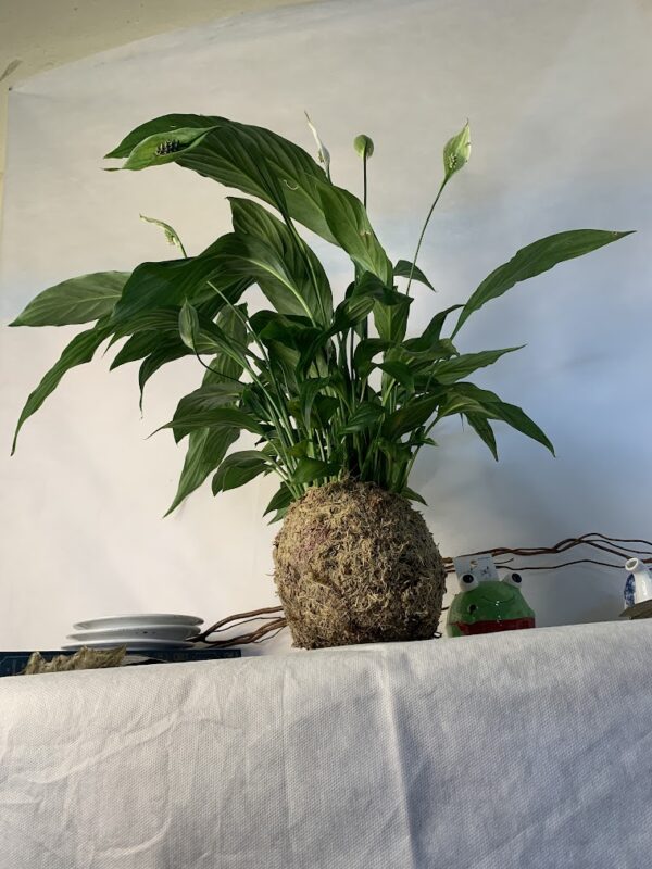 Kokedama Baby Lírio da Paz - Image 6