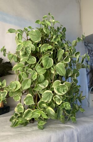 Kokedama Peperomia