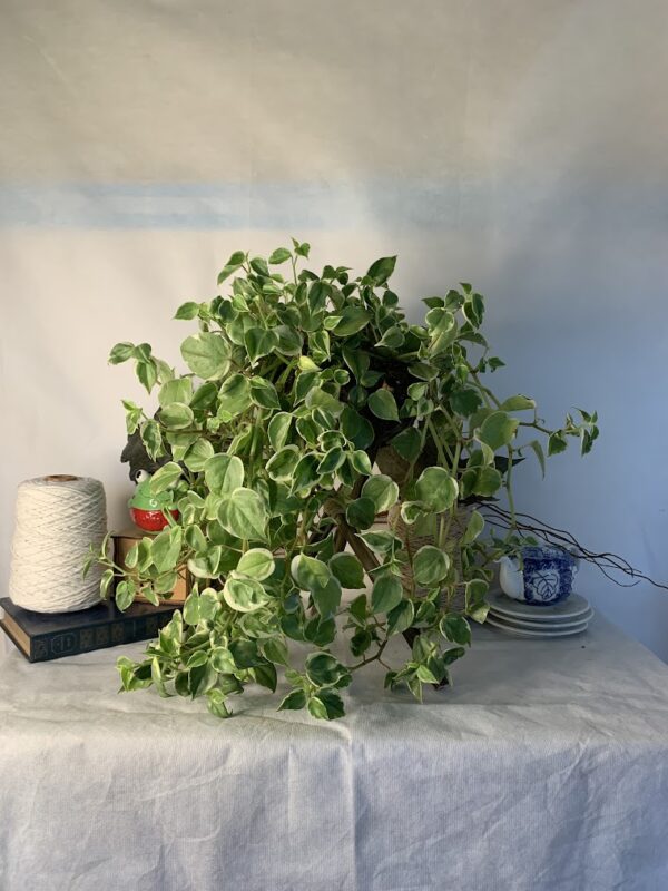 Kokedama Peperomia - Image 5