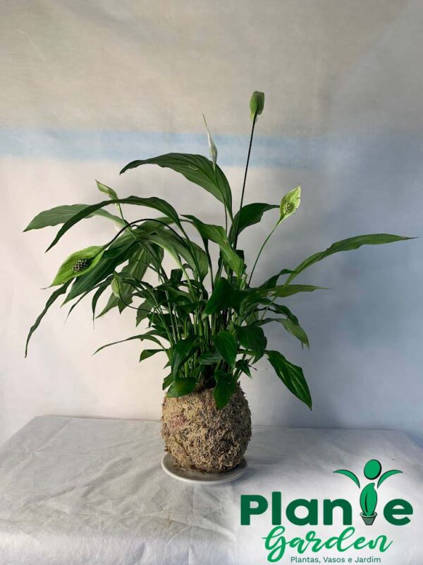 Kokedama Baby Lírio da Paz - Image 8