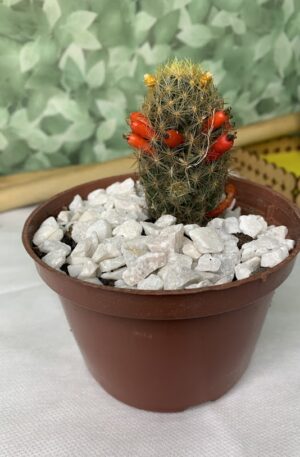 Vasinho de Cacto Variado Decoração