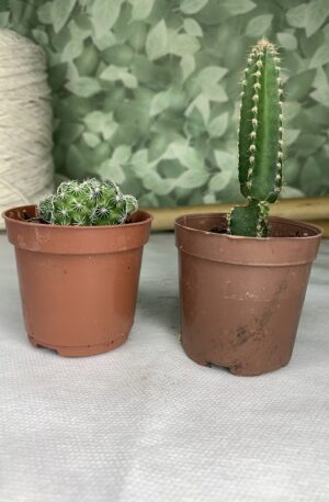 KIT 2 Mini Vasinhos Cacto Variados
