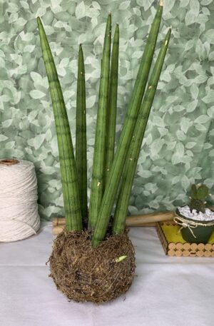 Kokedama Planta Lança de São Jorge Decoração