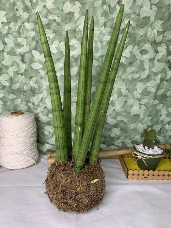 Kokedama Planta Lança de São Jorge Decoração