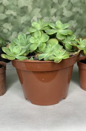 KIT Suculenta com 2 Cactos Variados Decoração